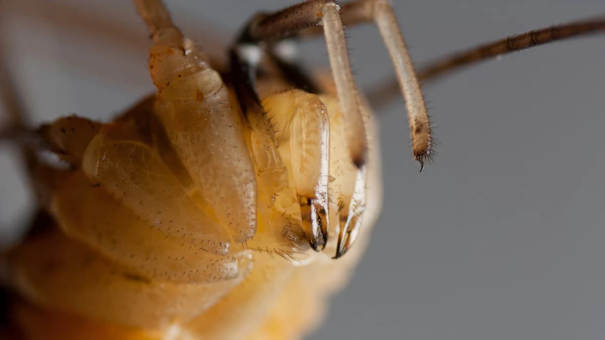 Bedwantsen en hun sporen op een matrasnaad