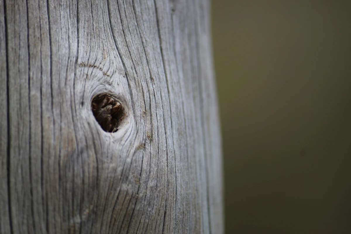 Houten balk met typische houtwormgaatjes en boormeel