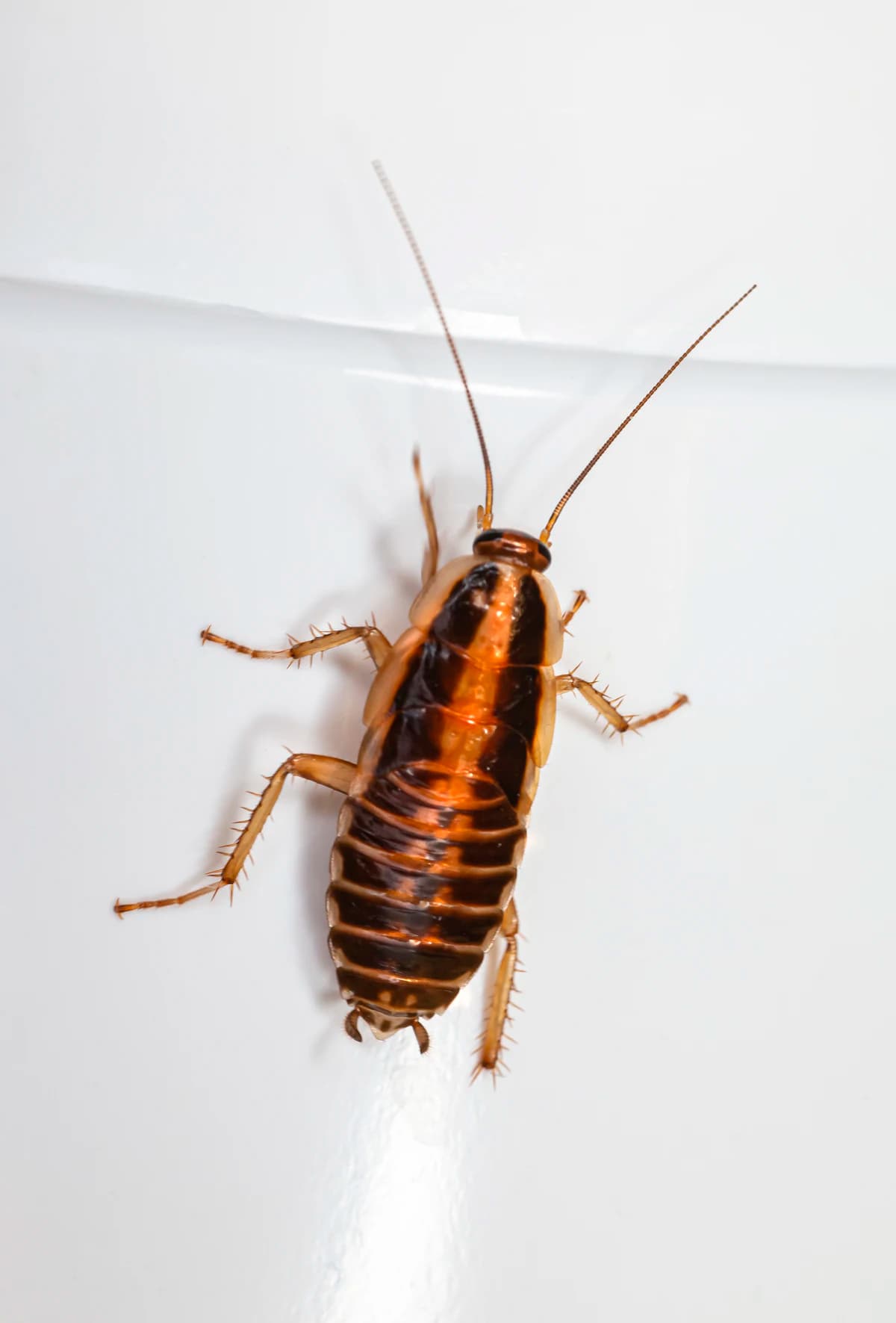 Kakkerlak op een keukenvloer bij nacht