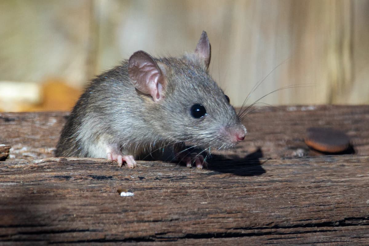Muis bij een voedselbron in een keukenkast