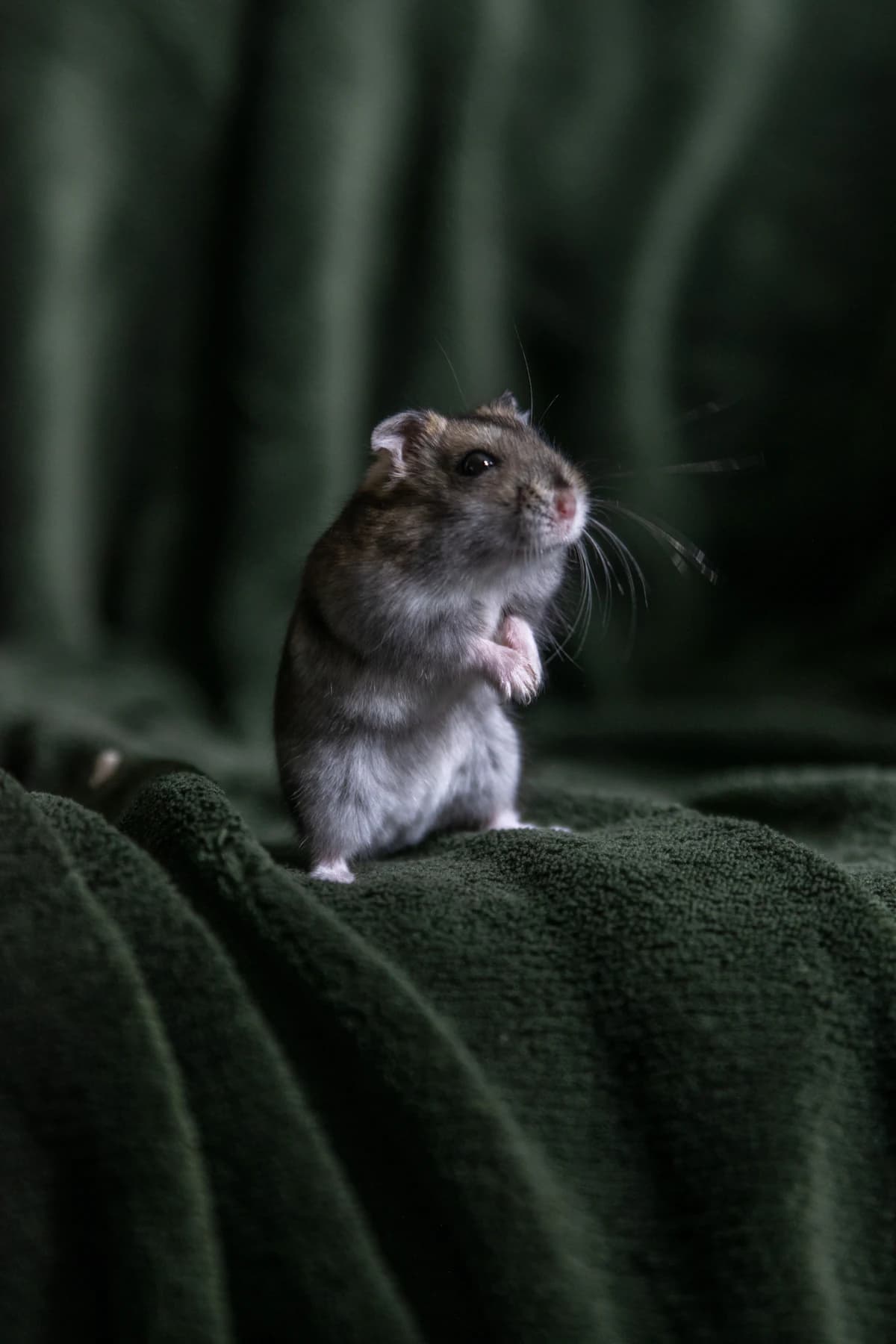 Bruine rat in een tuin nabij een woning